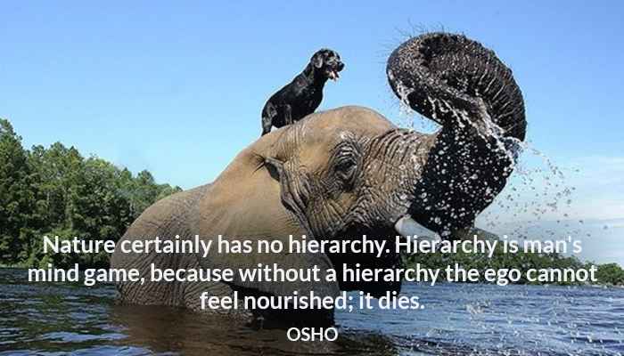 dies ego game hierarchy mind nature nourished osho